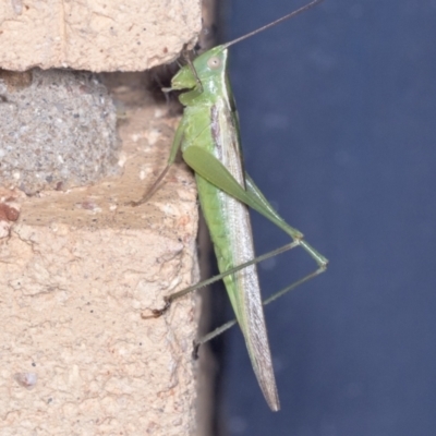 Conocephalus upoluensis (Meadow Katydid) at Higgins, ACT - 3 Jan 2022 by AlisonMilton