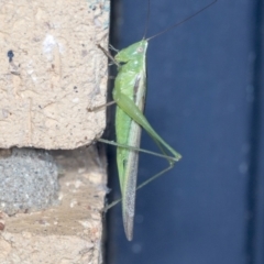 Conocephalus upoluensis at Higgins, ACT - 3 Jan 2022