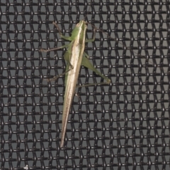 Conocephalus upoluensis at Higgins, ACT - 3 Jan 2022