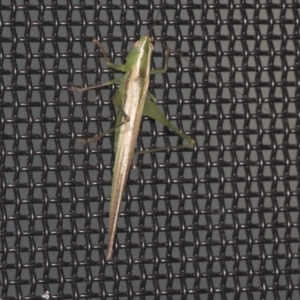 Conocephalus upoluensis at Higgins, ACT - 3 Jan 2022