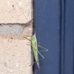 Conocephalus upoluensis at Higgins, ACT - 3 Jan 2022