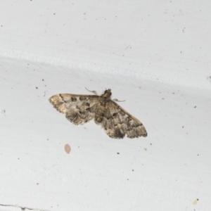 Nacoleia rhoeoalis at Higgins, ACT - 6 Jan 2022