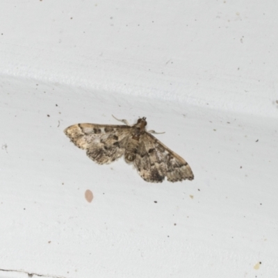 Nacoleia rhoeoalis (Spilomelinae) at Higgins, ACT - 6 Jan 2022 by AlisonMilton