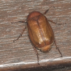 Rhopaea sp. (genus) at Higgins, ACT - 6 Jan 2022