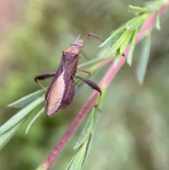 Melanacanthus scutellaris (Small brown bean bug) at Jerrabomberra, NSW - 7 Jan 2022 by SteveBorkowskis