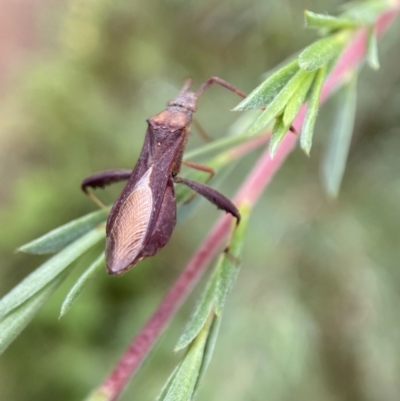 Melanacanthus scutellaris (Small brown bean bug) at Jerrabomberra, NSW - 7 Jan 2022 by SteveBorkowskis