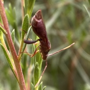 Melanacanthus scutellaris at Jerrabomberra, NSW - 7 Jan 2022