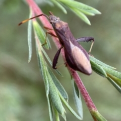 Melanacanthus scutellaris at Jerrabomberra, NSW - 7 Jan 2022