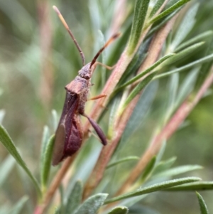 Melanacanthus scutellaris at Jerrabomberra, NSW - 7 Jan 2022