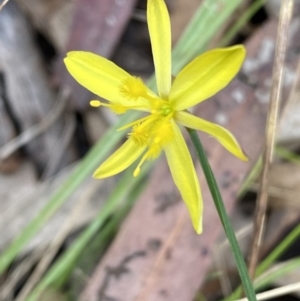 Tricoryne elatior at Jerrabomberra, NSW - 7 Jan 2022