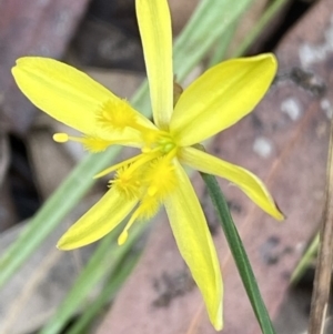 Tricoryne elatior at Jerrabomberra, NSW - 7 Jan 2022