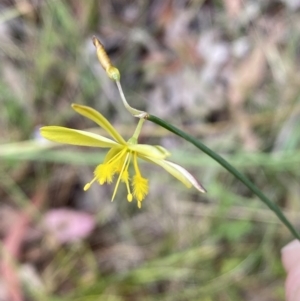 Tricoryne elatior at Jerrabomberra, NSW - 7 Jan 2022