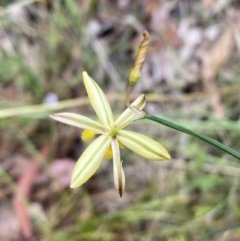 Tricoryne elatior at Jerrabomberra, NSW - 7 Jan 2022