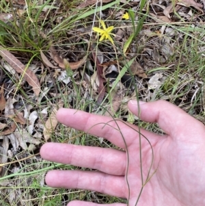 Tricoryne elatior at Jerrabomberra, NSW - 7 Jan 2022