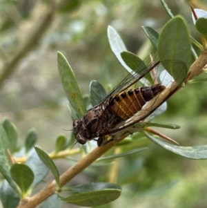 Yoyetta celis at Jerrabomberra, NSW - 7 Jan 2022 11:38 AM