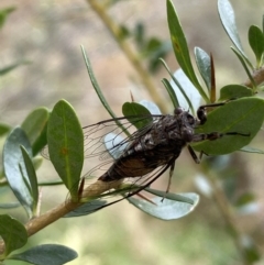 Yoyetta celis at Jerrabomberra, NSW - 7 Jan 2022 11:38 AM