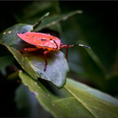 Musgraveia sulciventris (Bronze Orange Bug) at Holt, ACT - 6 Jan 2022 by Margo