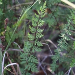 Cheilanthes sieberi (Rock Fern) at Pambula Beach, NSW - 31 Dec 2021 by KylieWaldon