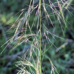 Austrostipa (genus) (A Corkscrew Grass) at Pambula Beach, NSW - 31 Dec 2021 by KylieWaldon