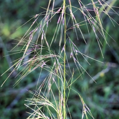 Austrostipa (genus) (A Corkscrew Grass) at Pambula Beach, NSW - 31 Dec 2021 by KylieWaldon