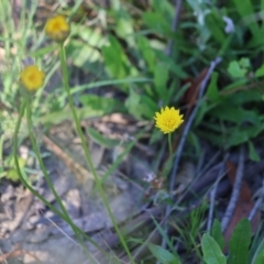 Hypochaeris glabra (Smooth Catsear) at Pambula Beach, NSW - 30 Dec 2021 by KylieWaldon