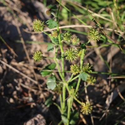 Hydrocotyle sp. at Pambula Beach, NSW - 30 Dec 2021 by KylieWaldon