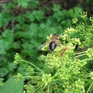 Eristalis tenax at Dunlop, ACT - 5 Jan 2022