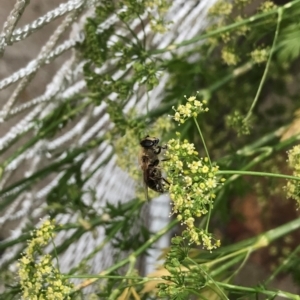 Eristalis tenax at Dunlop, ACT - 5 Jan 2022