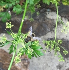 Eristalis tenax at Dunlop, ACT - 5 Jan 2022