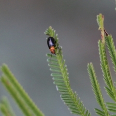 Galerucini sp. (tribe) (A galerucine leaf beetle) at Pambula Beach, NSW - 30 Dec 2021 by KylieWaldon