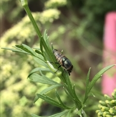 Stomorhina sp. (genus) (Snout fly) at Dunlop, ACT - 5 Jan 2022 by JR