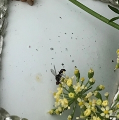 Parapalaeosepsis plebeia (Ant fly) at Dunlop, ACT - 22 Dec 2021 by JR