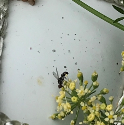 Parapalaeosepsis plebeia (Ant fly) at Dunlop, ACT - 23 Dec 2021 by JR