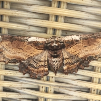 Pholodes sinistraria (Sinister or Frilled Bark Moth) at Tathra, NSW - 7 Jan 2022 by KerryVance2