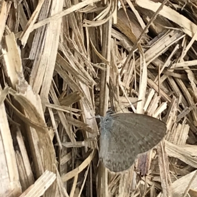 Zizina otis (Common Grass-Blue) at Dunlop, ACT - 5 Jan 2022 by JR