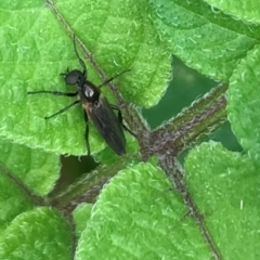 Bibio imitator (Garden maggot) at Dunlop, ACT - 4 Dec 2021 by JR