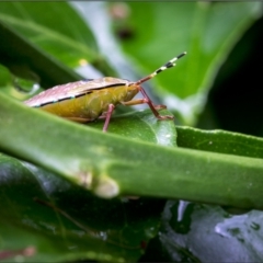 Musgraveia sulciventris (Bronze Orange Bug) at Holt, ACT - 6 Jan 2022 by Margo