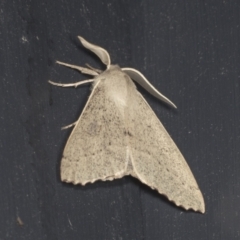 Arhodia lasiocamparia (Pink Arhodia) at Higgins, ACT - 3 Jan 2022 by AlisonMilton