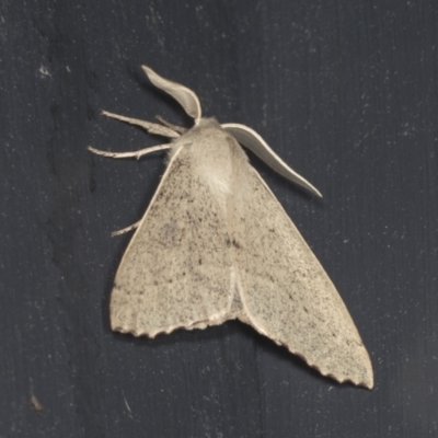 Arhodia lasiocamparia (Pink Arhodia (Oenochrominae)) at Higgins, ACT - 3 Jan 2022 by AlisonMilton