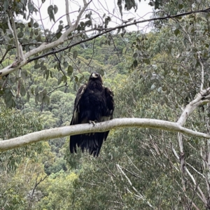 Aquila audax at Uriarra, NSW - 7 Jan 2022