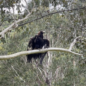 Aquila audax at Uriarra, NSW - 7 Jan 2022