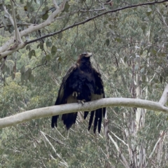 Aquila audax at Uriarra, NSW - 7 Jan 2022