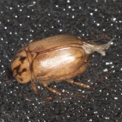 Cyclocephala signaticollis (Argentinian scarab) at Higgins, ACT - 2 Jan 2022 by AlisonMilton