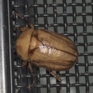 Cyclocephala signaticollis at Higgins, ACT - 2 Jan 2022