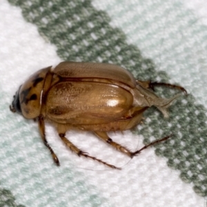 Cyclocephala signaticollis at Higgins, ACT - 2 Jan 2022