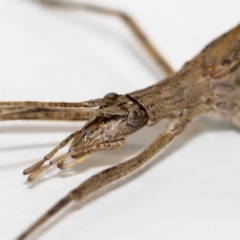 Zaprochilus australis (Twig-mimic katydid) at Jerrabomberra, NSW - 20 Dec 2021 by MarkT