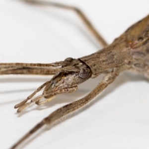 Zaprochilus australis at Jerrabomberra, NSW - suppressed