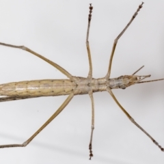 Zaprochilus australis at Jerrabomberra, NSW - suppressed