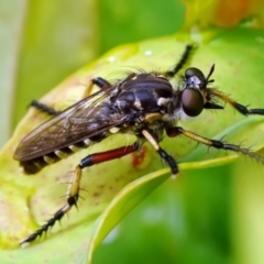 Thereutria amaraca (Spine-legged Robber Fly) at Page, ACT - 7 Jan 2022 by DonTaylor