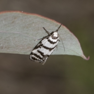 Philobota impletella Group at Mount Clear, ACT - 17 Dec 2021